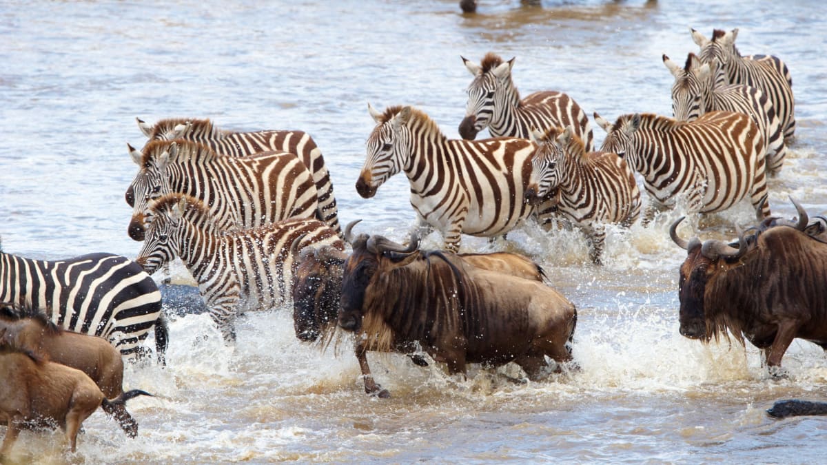Velká migrace zebry doprovází pakoně
