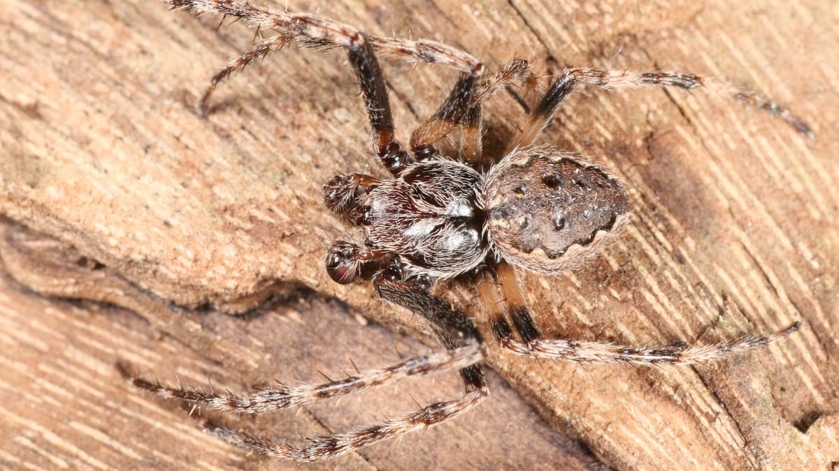 Křižák podkorní - pavouk roku 2017