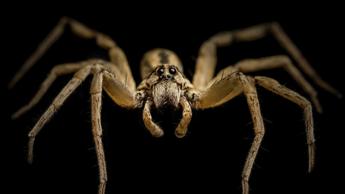 Detailní záběr pavouka