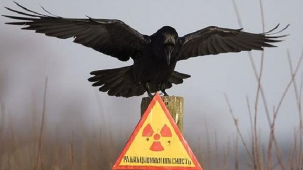 Vrána v Černobylu