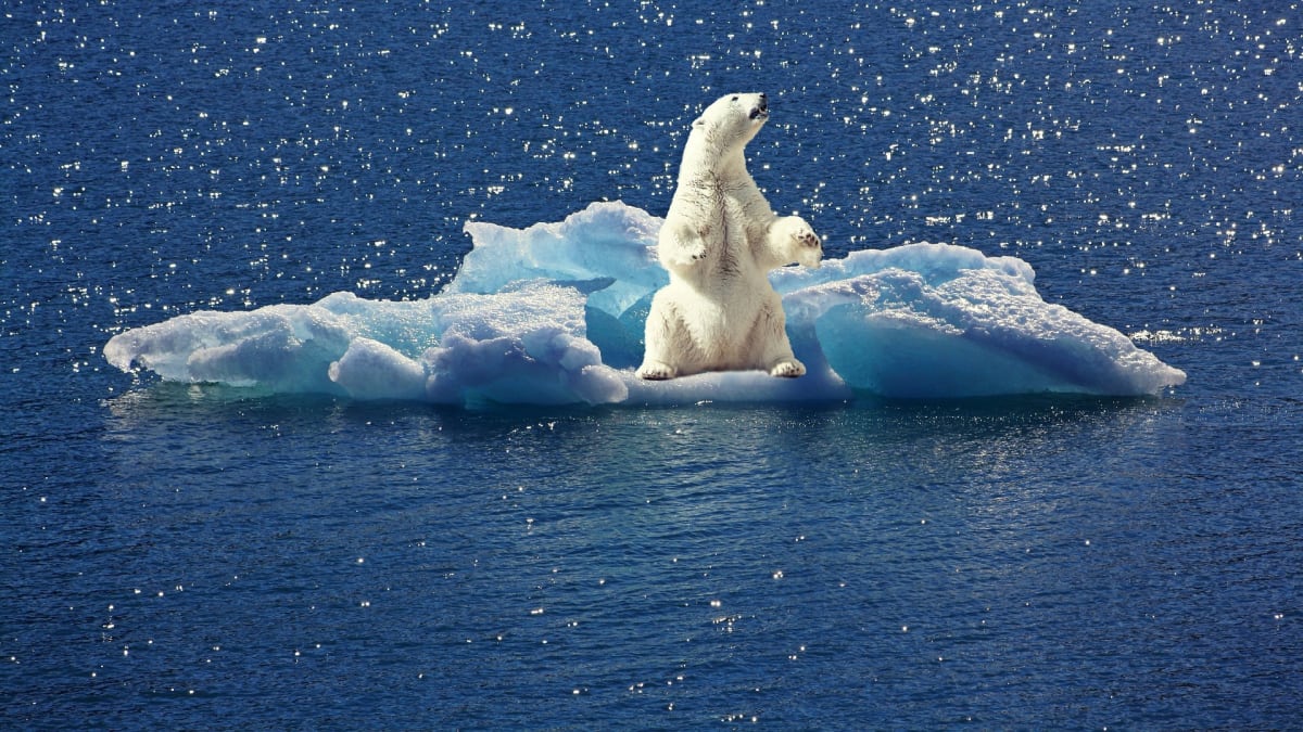 Lední medvěd v prostředí, kde sněží plasty