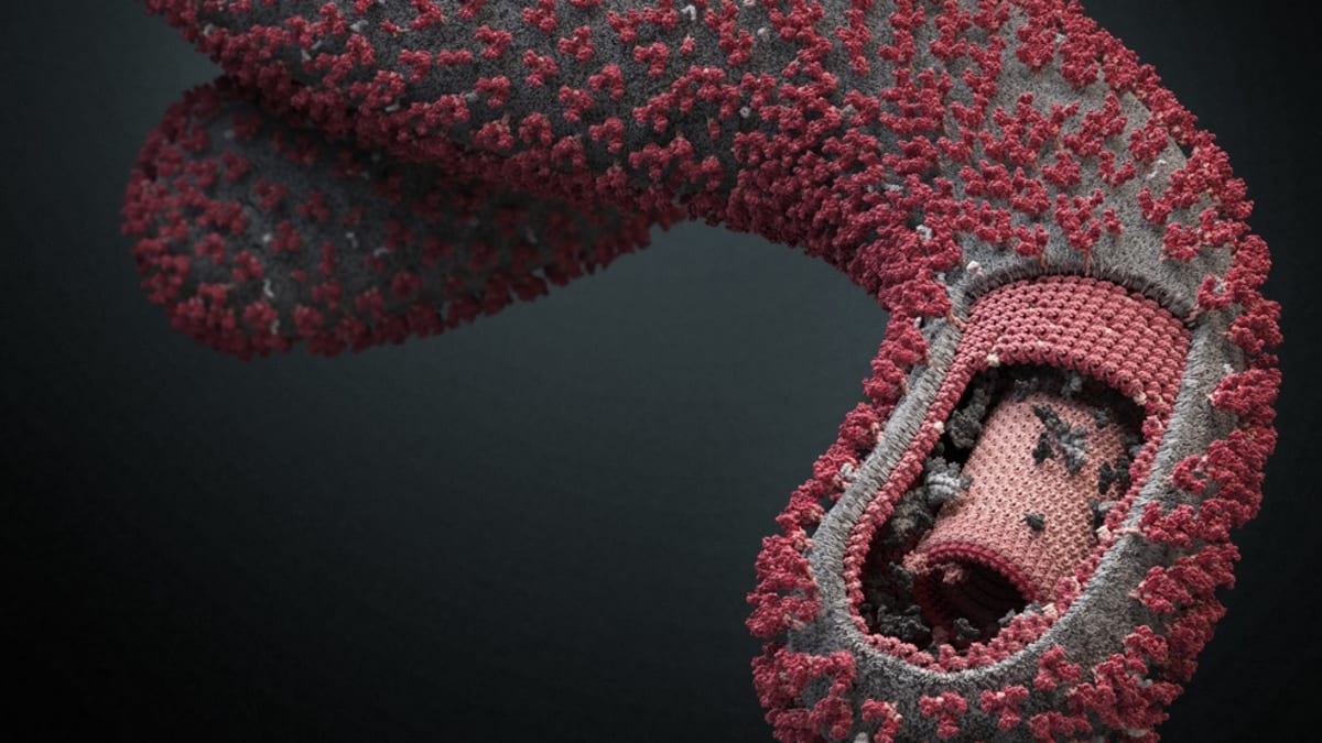 Virus ebola, detail