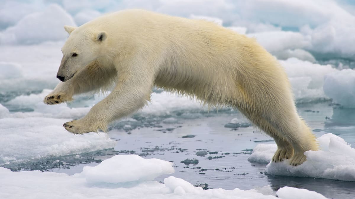 Lední medvěd - druh ohrožený i během sexu