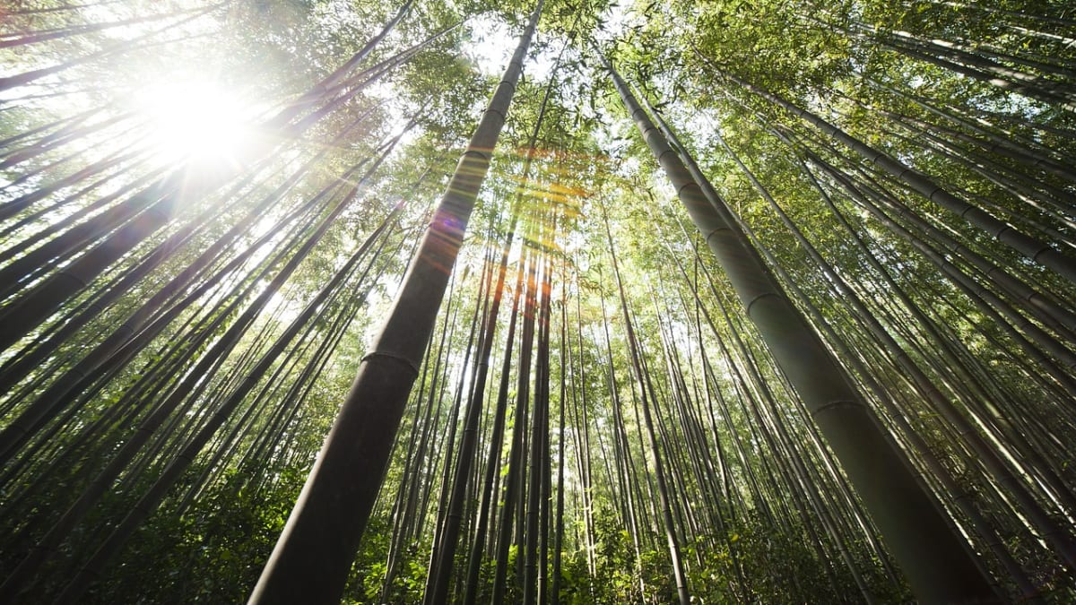 Bambusový les