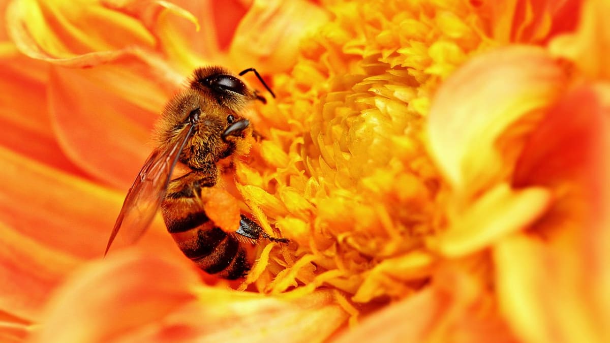 Včely - nejdůležitější opylovači