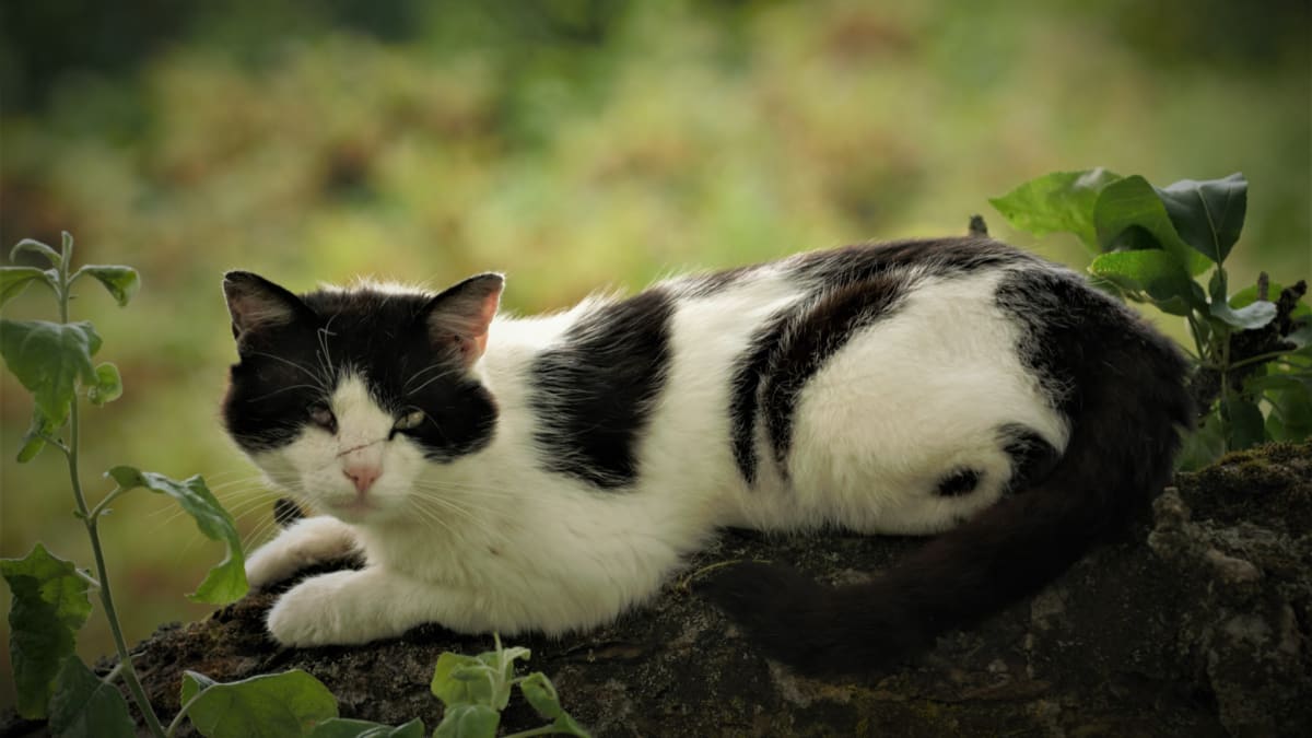 Kočka - přenašečka toxoplazmozy