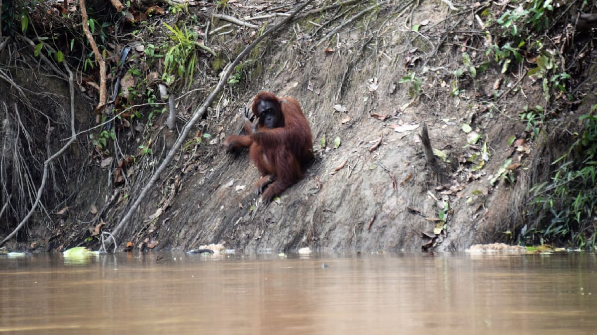 Orangutan bornejský Kolik jich vlastně je?