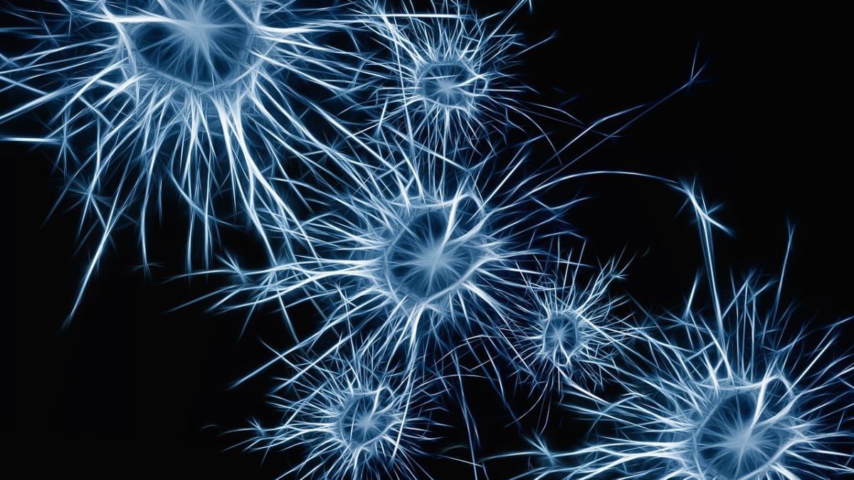 Krása mozkových synapsí