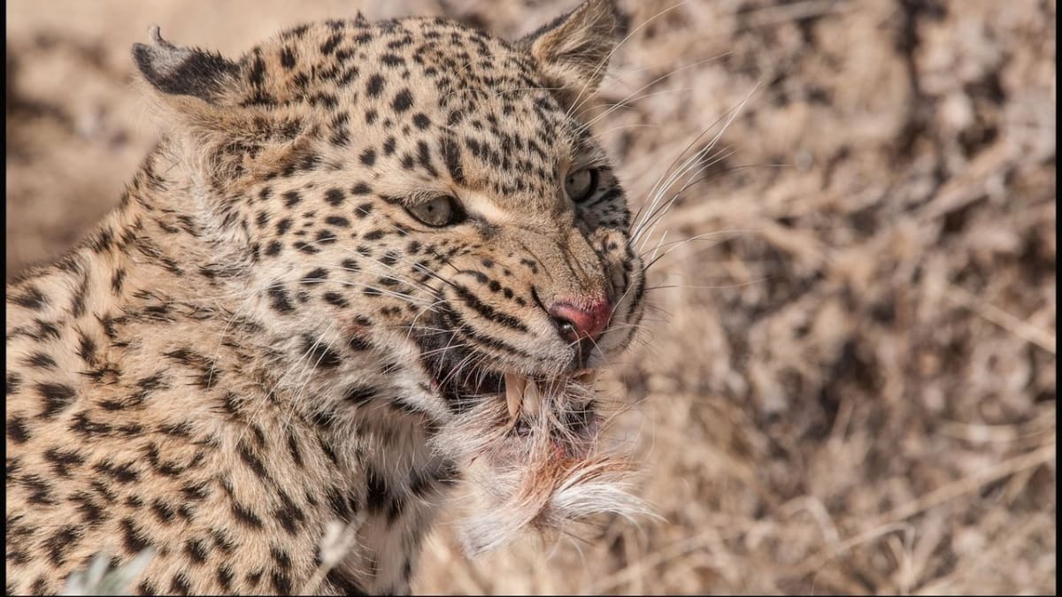 Lovící gepard - tohle není žádná hodná kočička - Obrázek 1