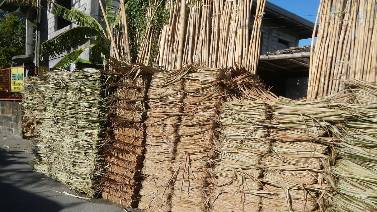 Listy Nypy fructicans sklizené na Filipínách. Používají se jako stavební materiál.