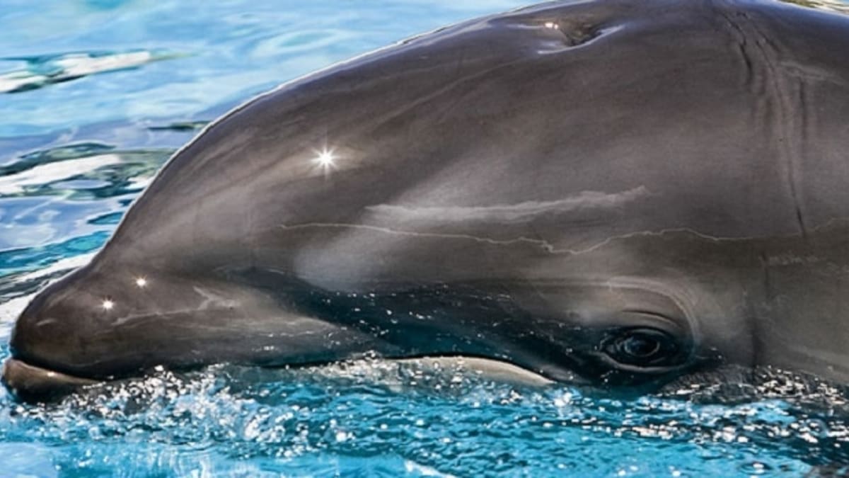Mládě delfína