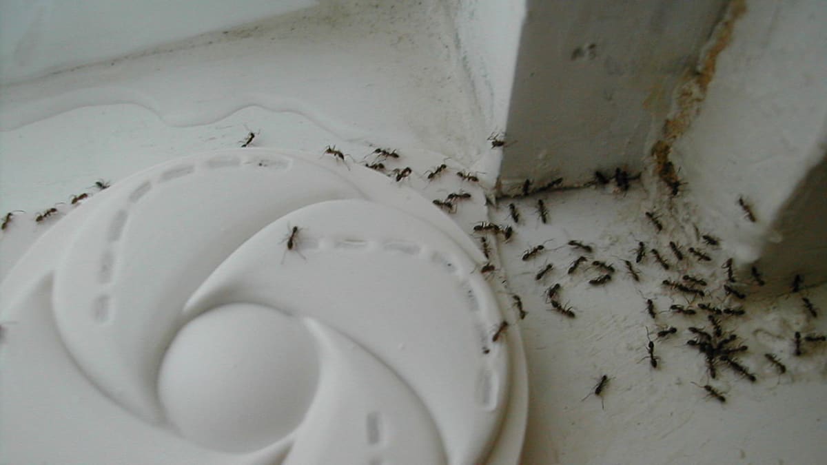 Mravenec argentický Linepithema humile