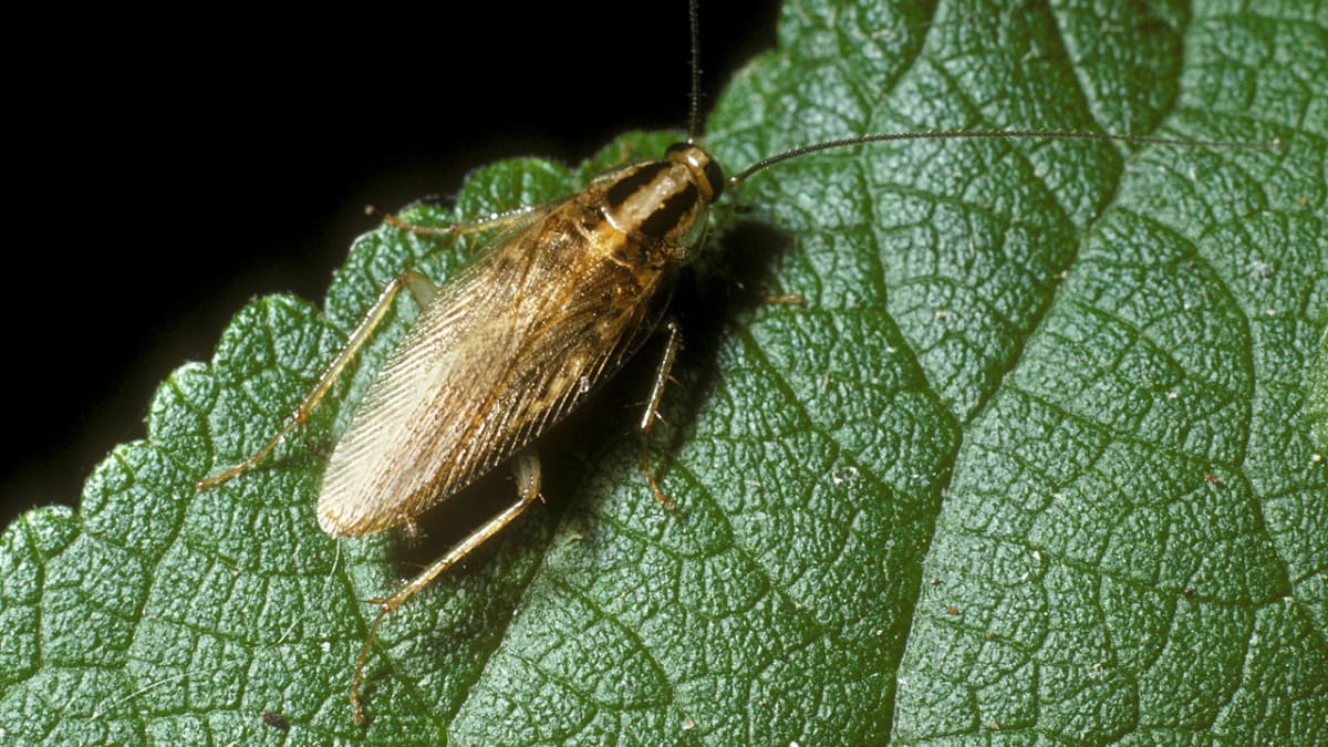 Asijský šváb druhu Blattella asahinai na listu soji