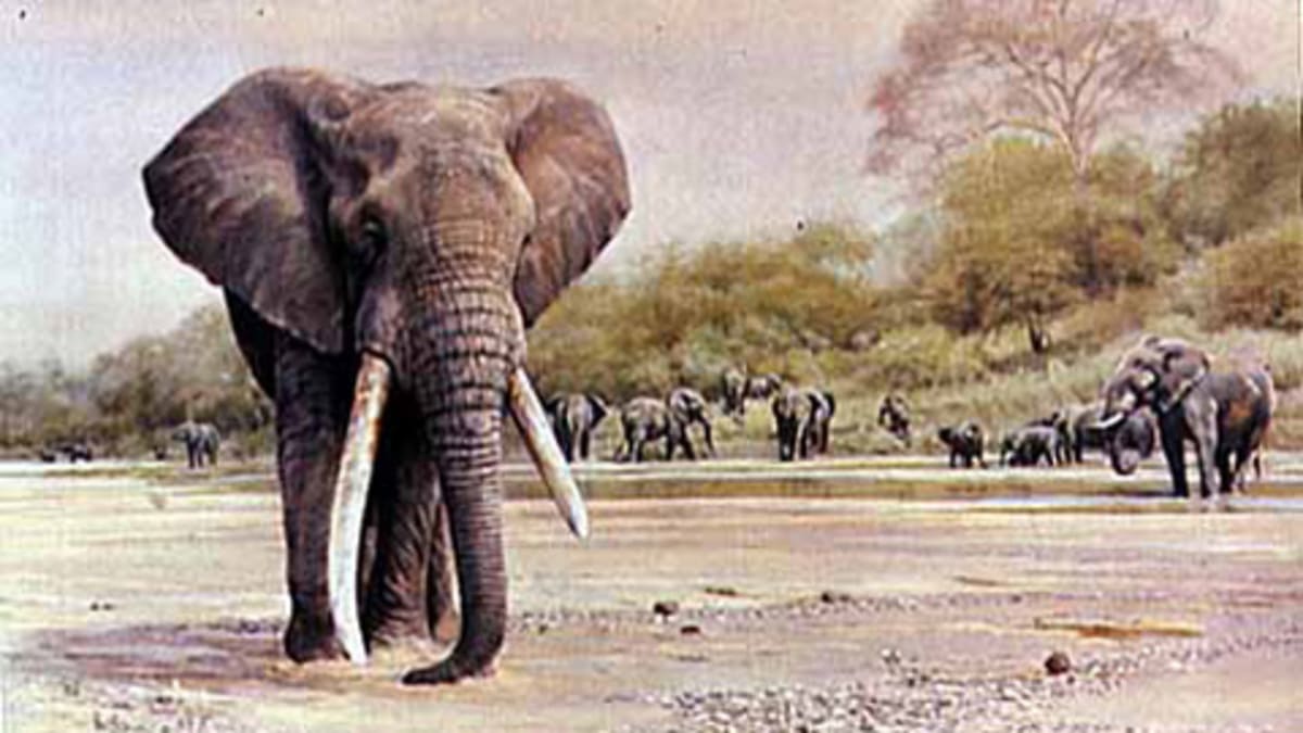7 statečných - slon shingwedzi
