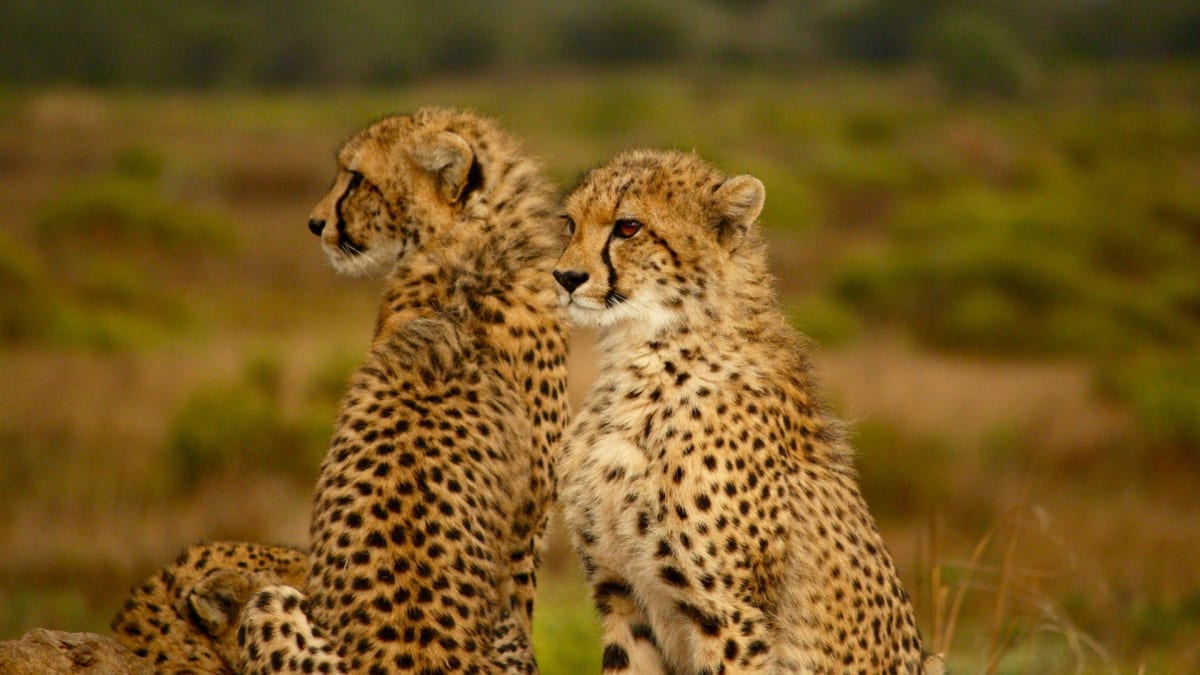 Gepardí matka