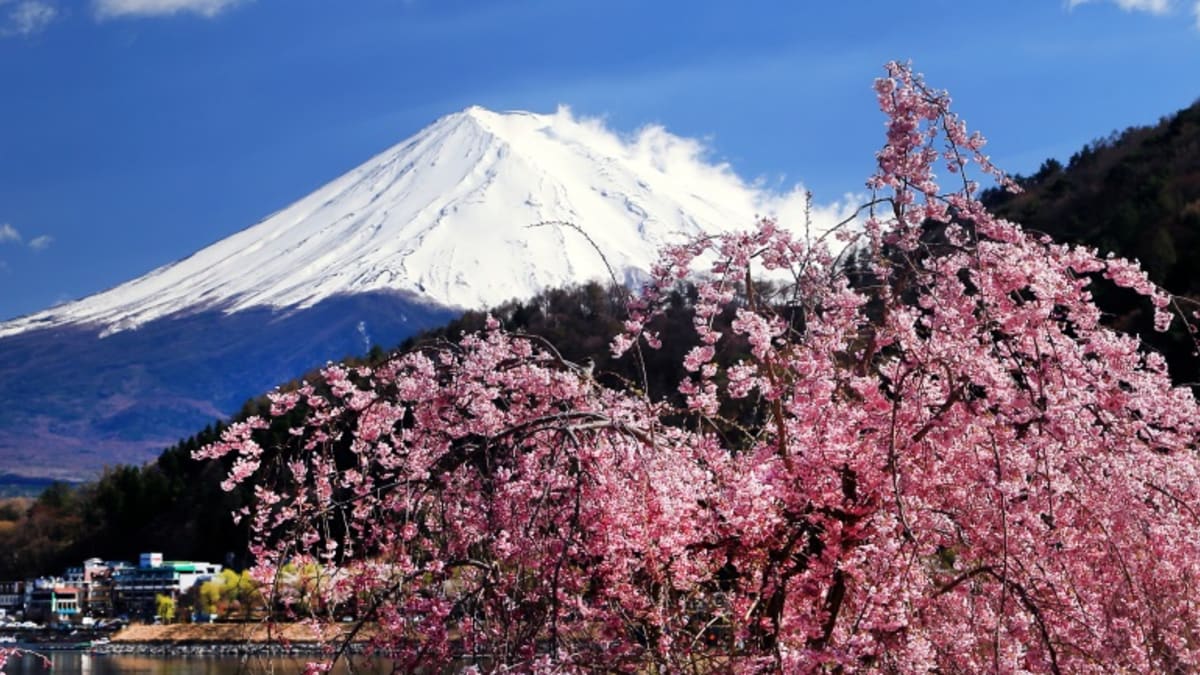 Sakura pod sopkou Fuji