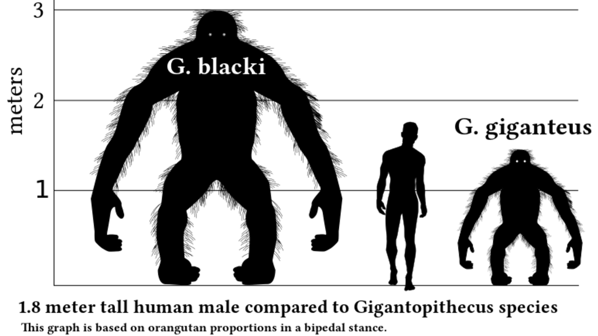 porovnání velikostí Gigantopithecus - člověk - gorila