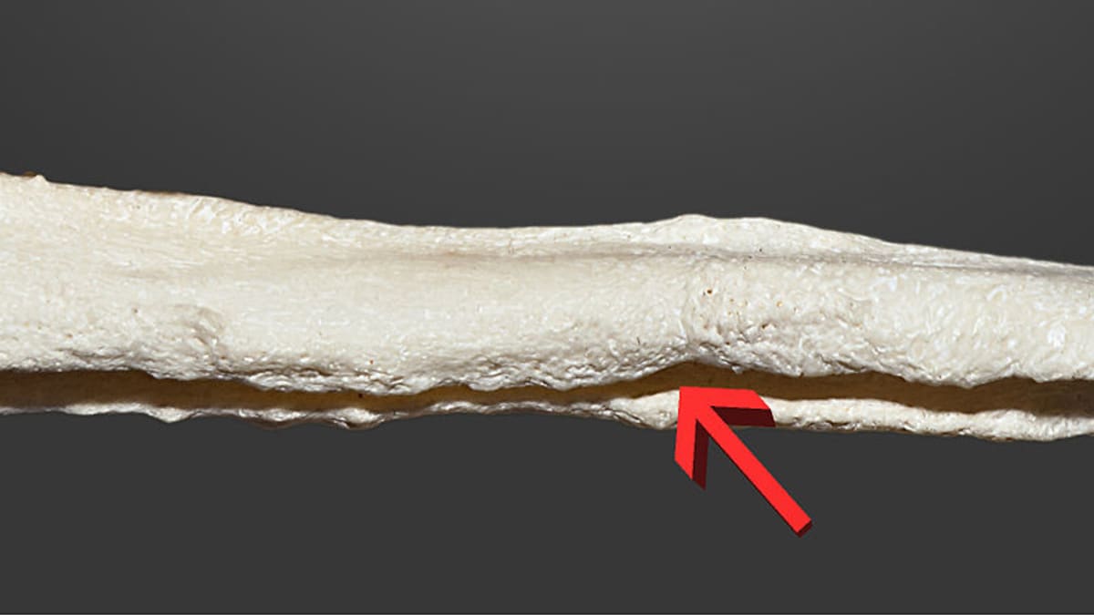 Penisová kost pyrenejského horského psa