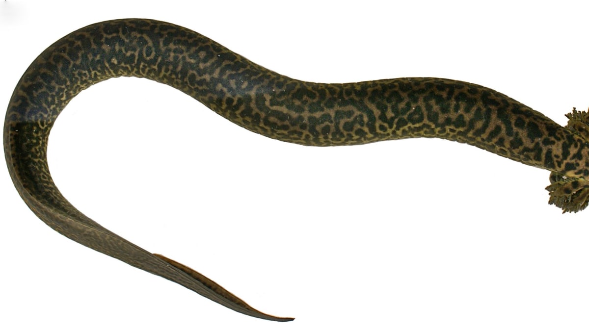 Nově objevený Surýn Sirena reticulata