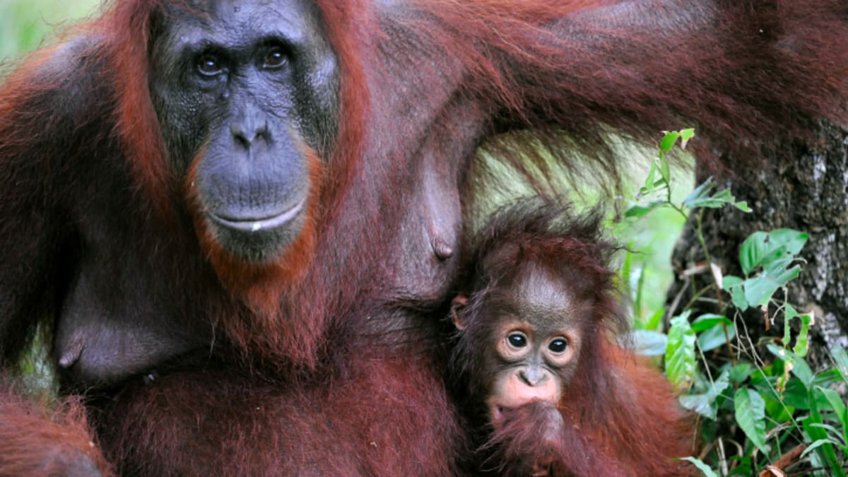 Orangutaní rodina
