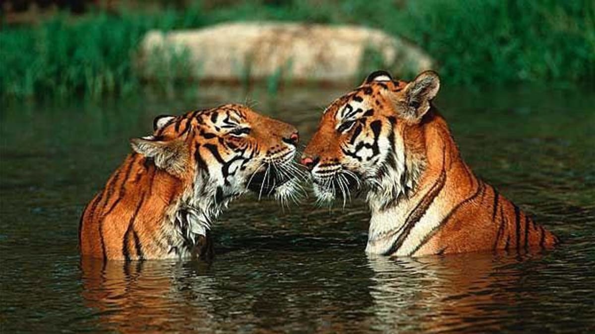 Tygří romantika