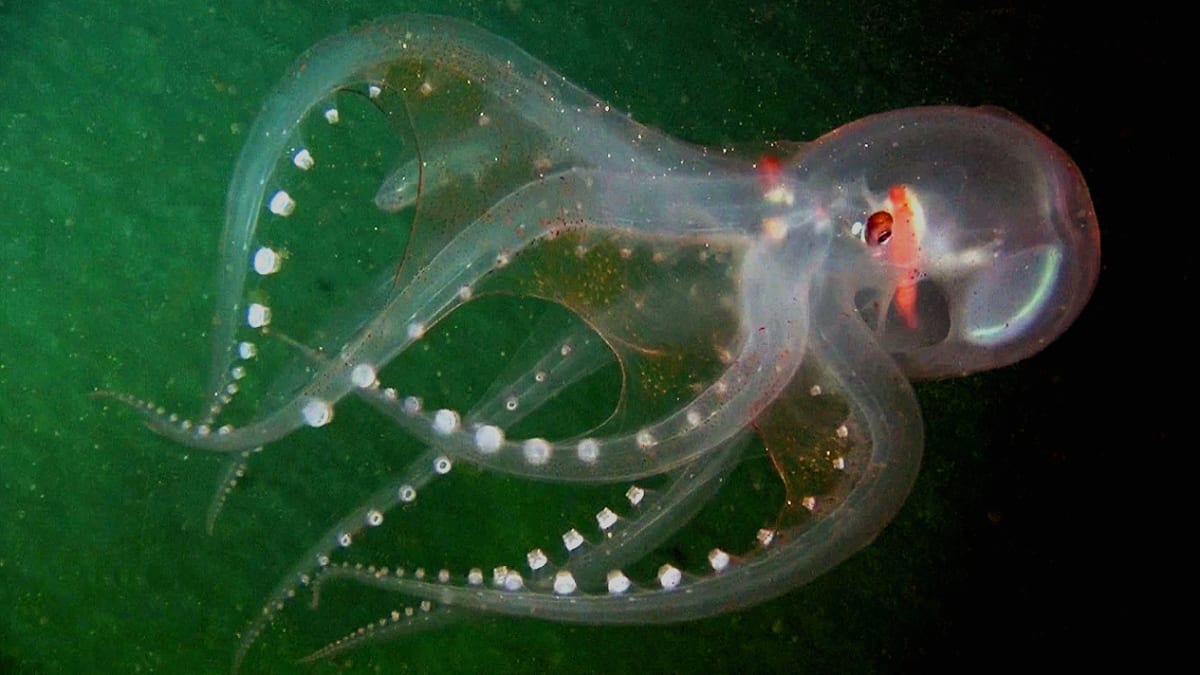 Průsvitná hlubokomořská chobotnička