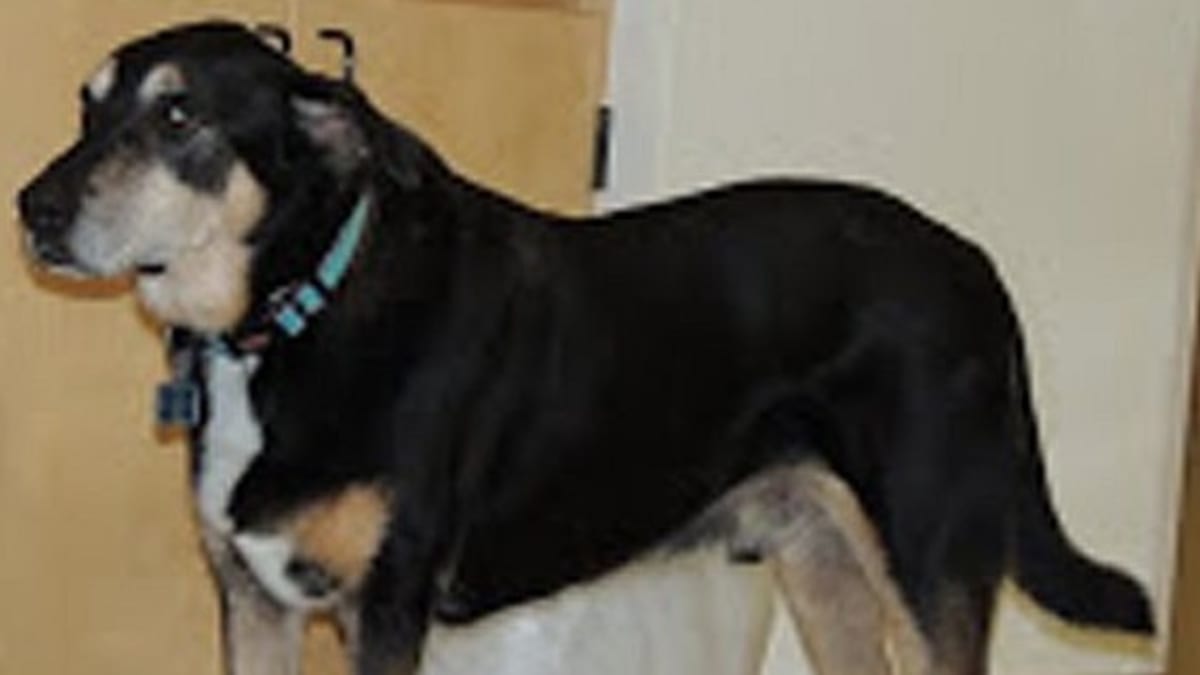 Frankie, pes, který odhalí 88 procent nádorů