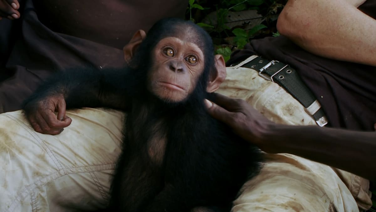 Půlroční šimpanzí sirotek Canelle