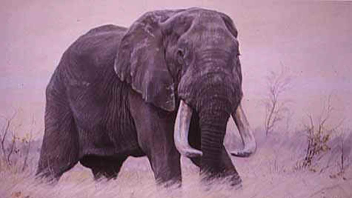 7 statečných - slon Dzombo