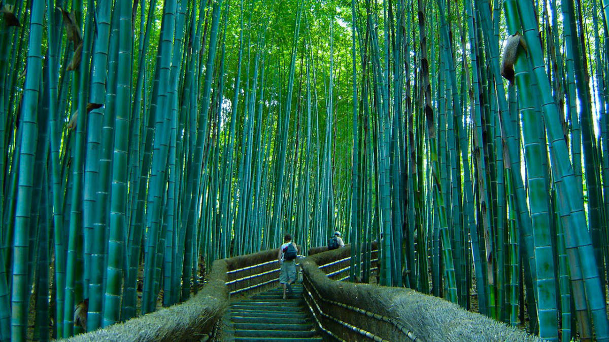 Bambusový prales Sagano v Japonsku