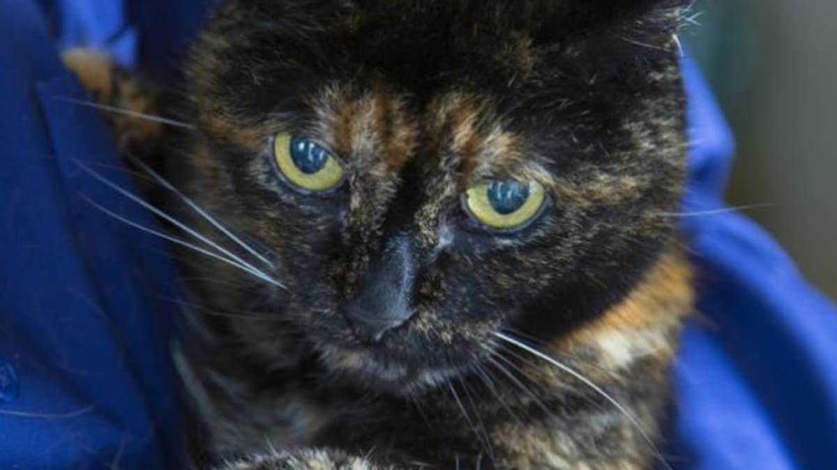 Kolik roků má nejstarší kočka světa?