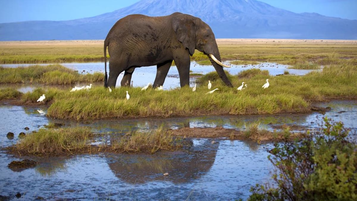 Amboseli - když přeje štěstí, vznikne i taková fotografie