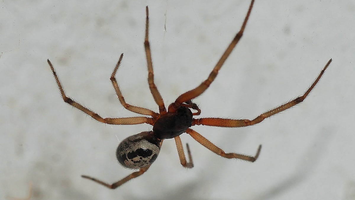 Snovačka ostrovní - nový druh tropického pavouka ve Velké Británii