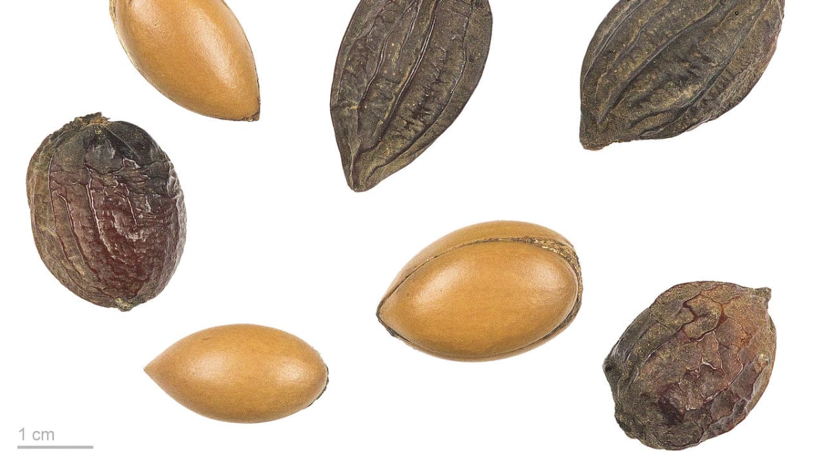 Ořechy druhu Argania spinosa