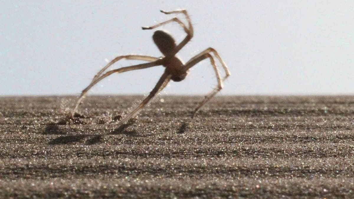 Pavouk akrobat - druh Cebrennus rechenbergi