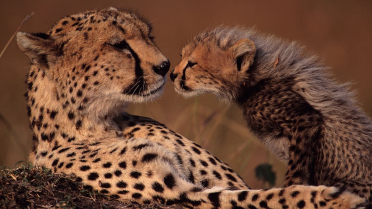 Gepardice s mládětem