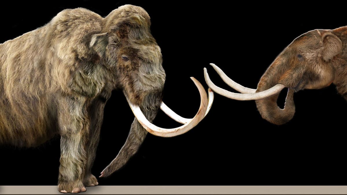Porovnání dvou druhů mamutů