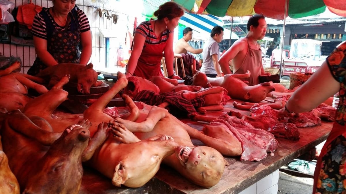 Julin: svátek psího masa v Číně - Obrázek 7