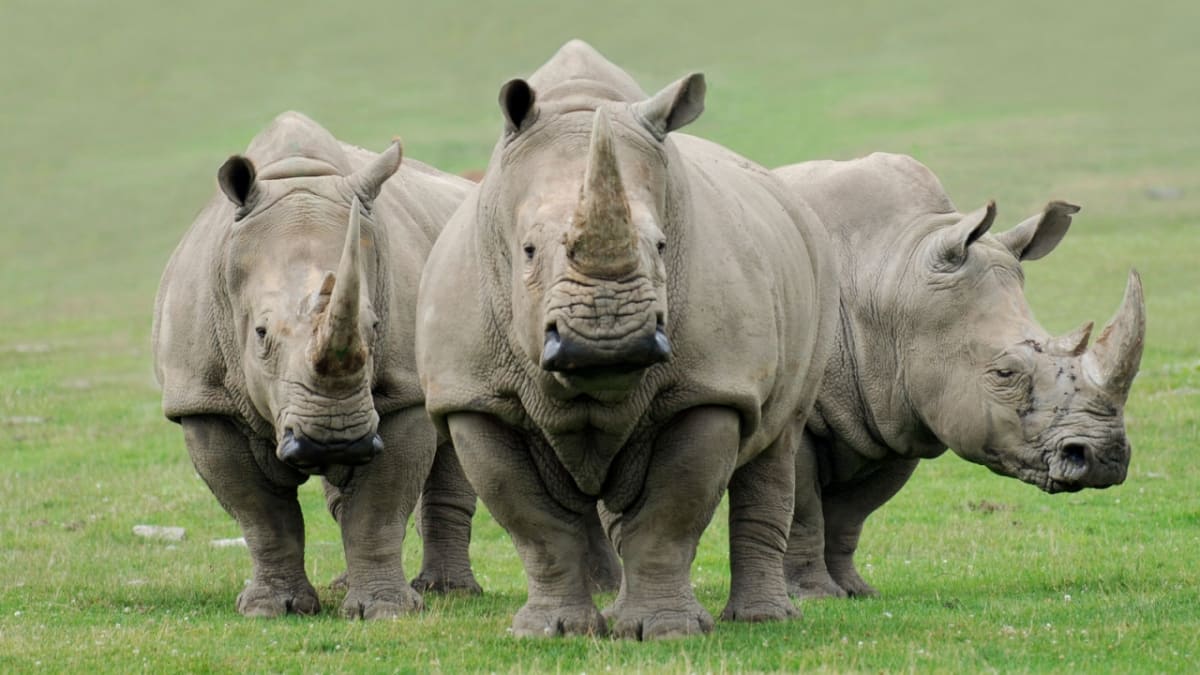 Nigel a nosorožci