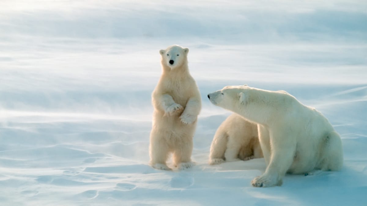 Medvědi lední