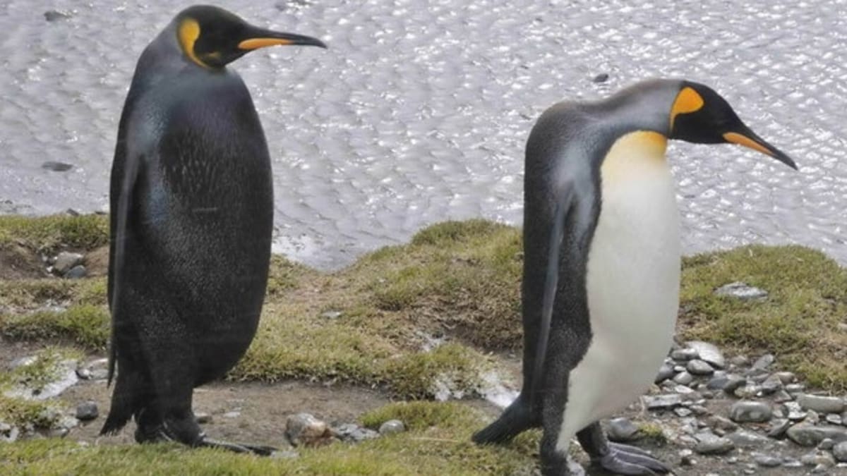 Černá forma tučňáka císařského