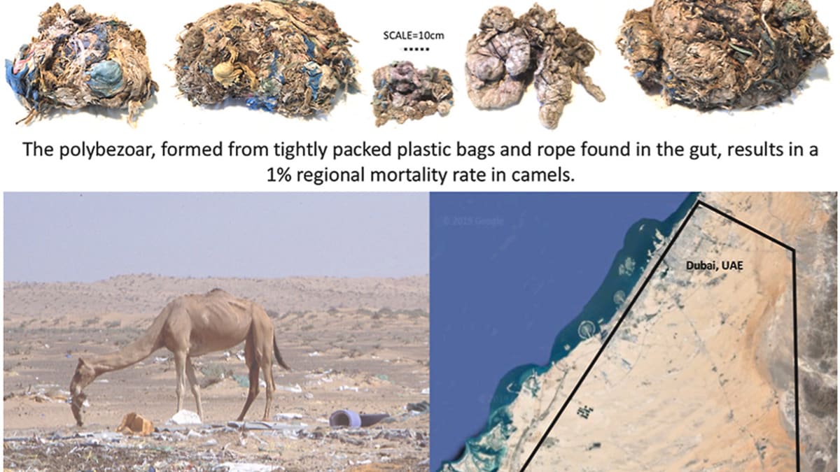 Polybezoáry jsou až 60 kg těžké chuchvalce plastů v žaludcích přežvýkavců
