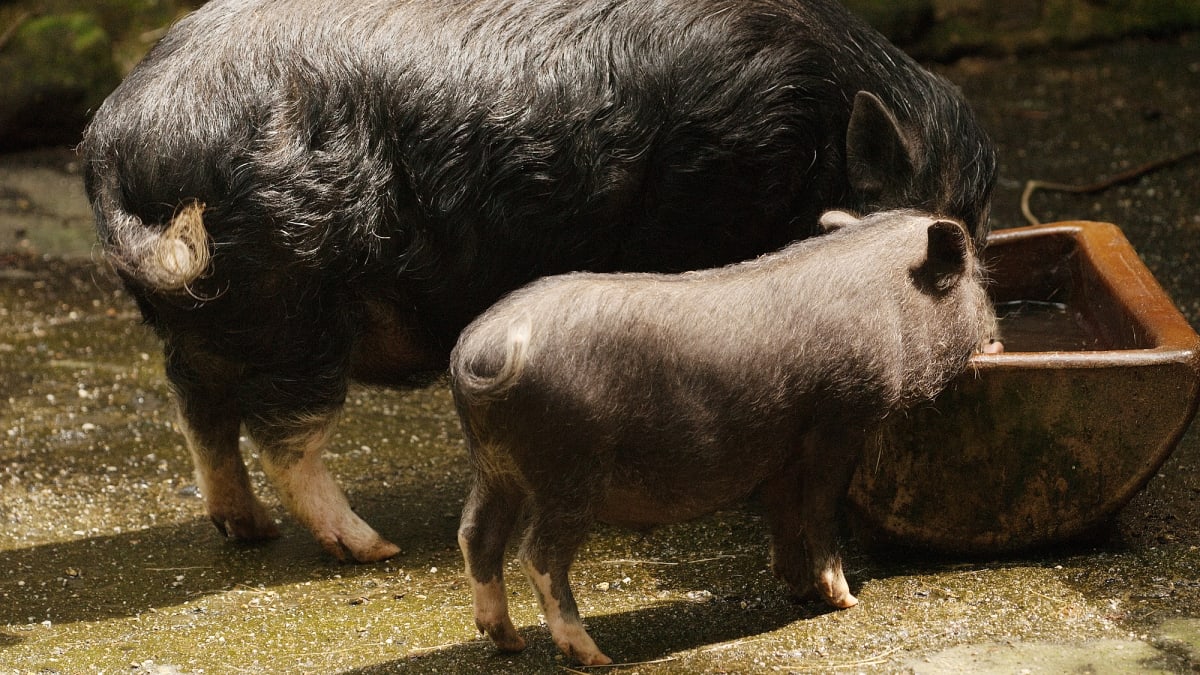K transplantacím by mělo být možné využít geneticky upravená prasata
