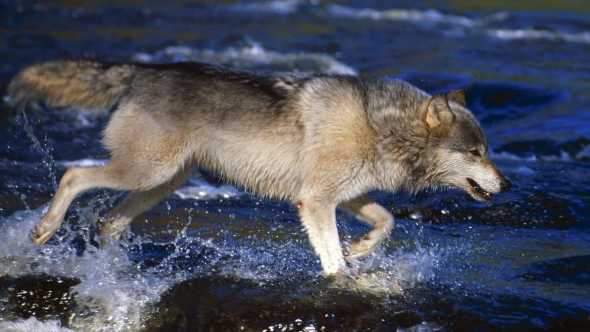 Vlk ve vodě