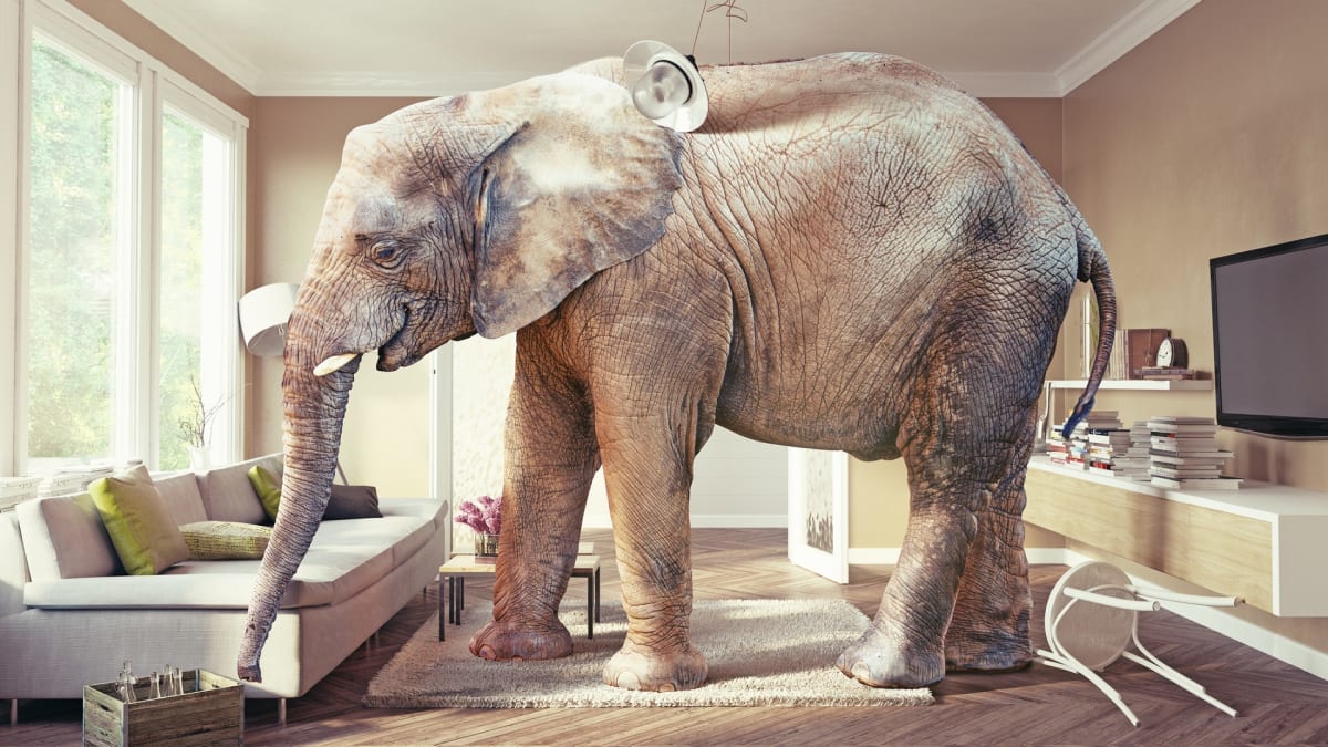Dokážete slona v místnosti vždy vidět?