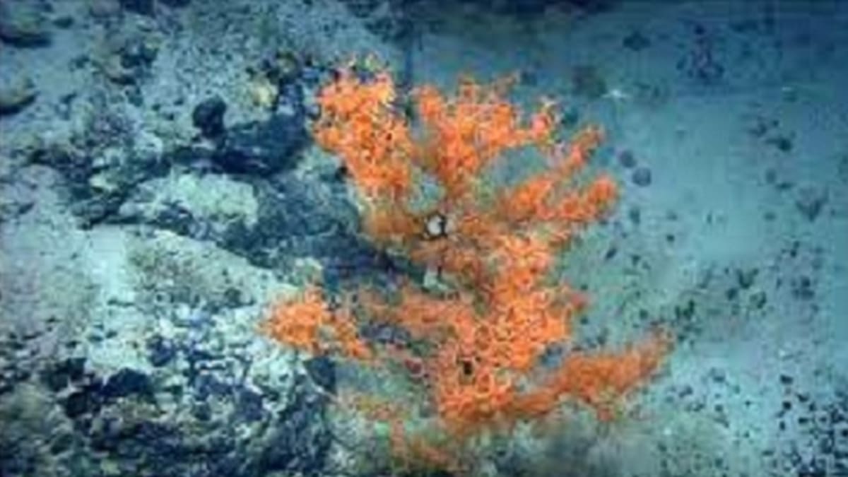 Nejdéle žijíci zvířata světa - mořský korál
