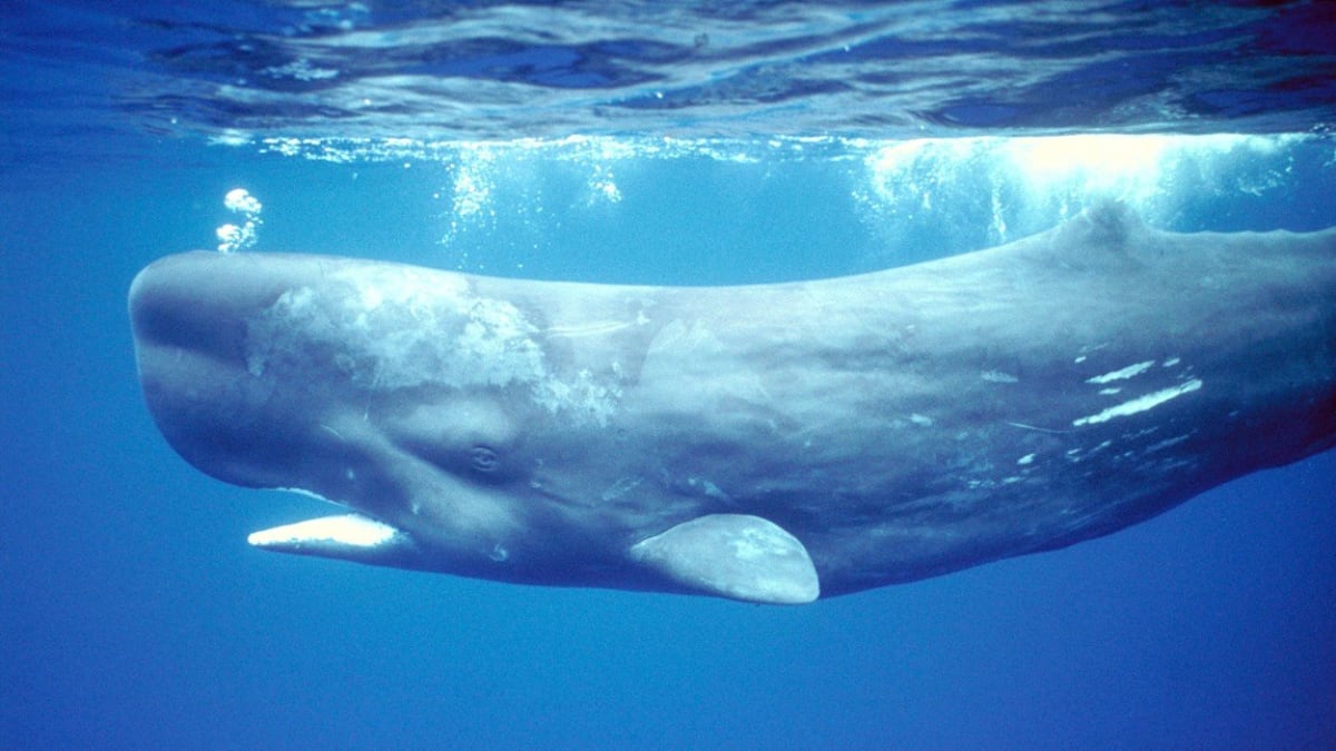 Vorvani se dokázali díky své inteligenci velrybářům částečně vyhýbat