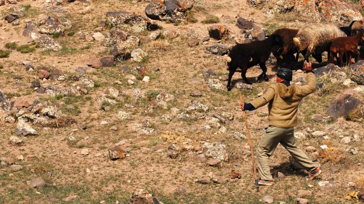 Íránské pohoří Damavand - pastevec zahání kamením psy. Někteří byli podezřele "přítulní"
