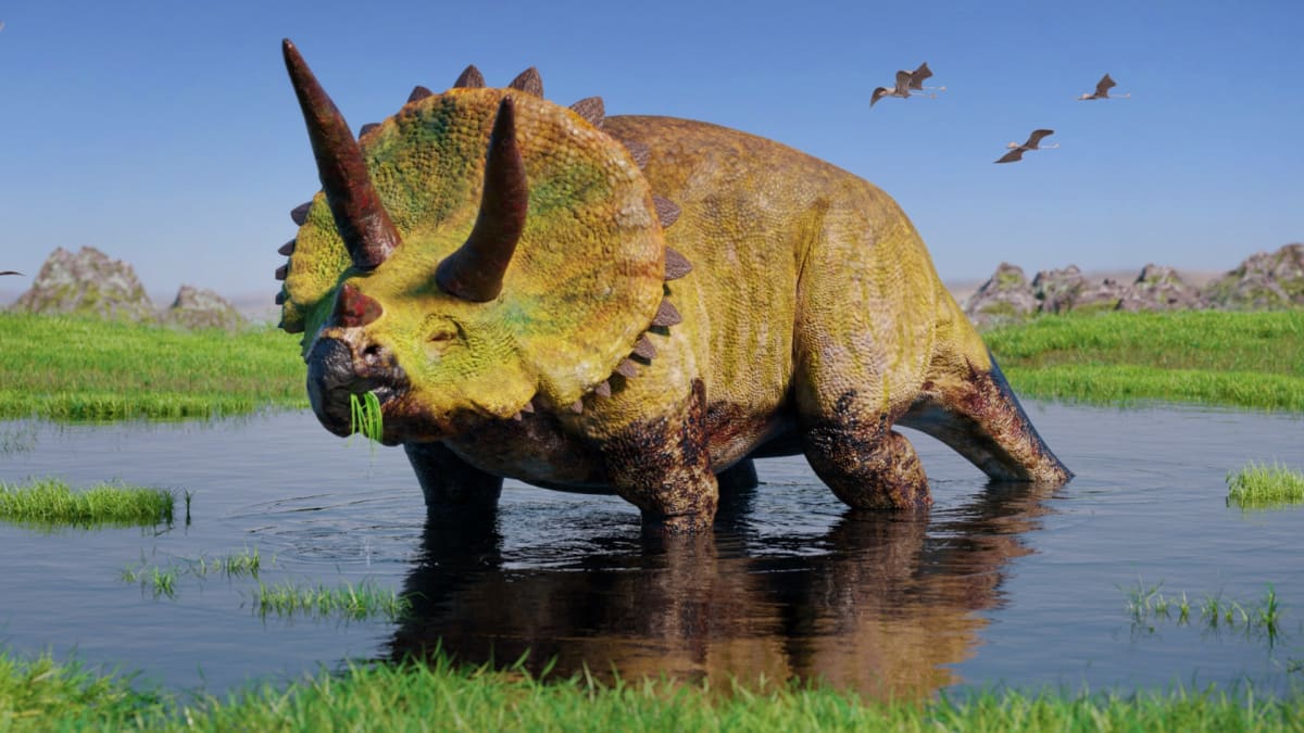 Rohatý dinosaurus ze skupiny, kam patřil i Coronosaurus