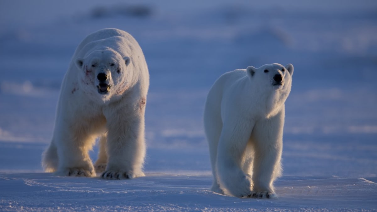 Samice ledního medvěda si odvádí pošramoceného samce, který se právě porval se soupeřem